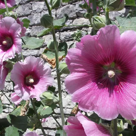 Semesterbostad Maison Latitude